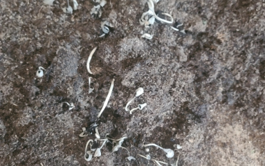 퇴비더미속에서 자라난 버섯들