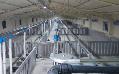 에덴농장_축사현대화 공사(304평) 내부