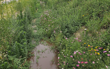 액비뿌린길을 따라서 핀 꽃